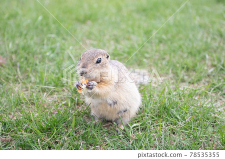 Groundhogs eating bread standing and looking. Groundhogs eating bread standing and looking. 78535355