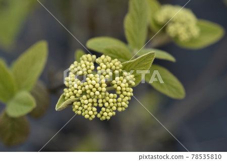 Viburnum Alleghany 78535810