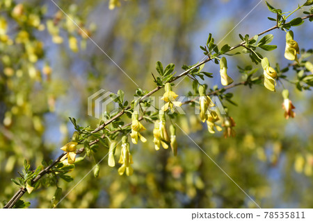 Chinese Pea Shrub Chinese Pea Shrub 78535811
