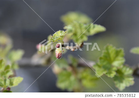 European gooseberry European gooseberry 78535812
