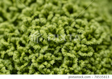 Meadow spikemoss 78535813