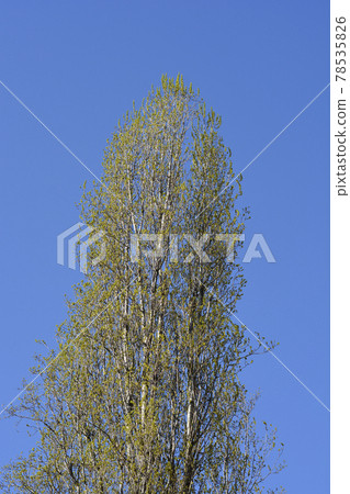 Lombardy poplar Lombardy poplar 78535826