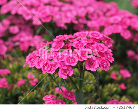 Colorful American Dianthus 78537467
