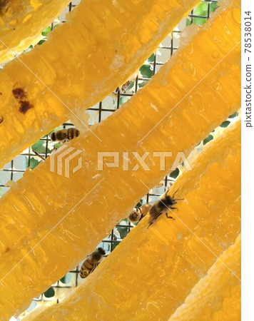 蜜蜂透射光 蜜蜂透射光 78538014