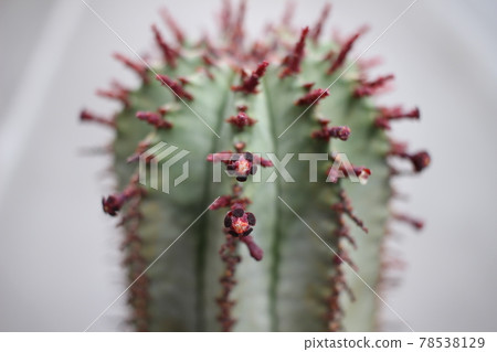 多汁植物 Holida 花大戟 多汁植物 Holida 花大戟 78538129