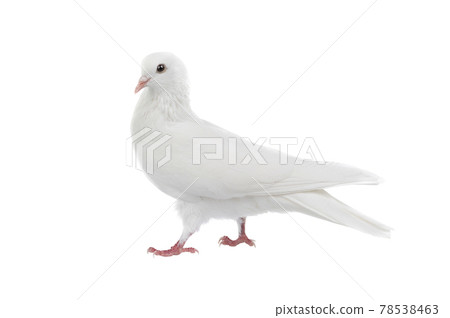walking white dove isolated on white background 78538463