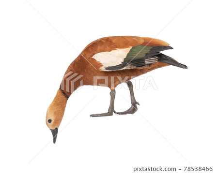 Ogar red duck isolated on white background Ogar red duck isolated on white background 78538466