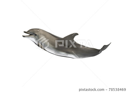 smiling dolphin isolated on white background 78538469