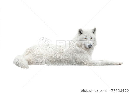 A white arctic wolf lies in the snow. Isolated on white background. A white arctic wolf lies in the snow. Isolated on white background. 78538470