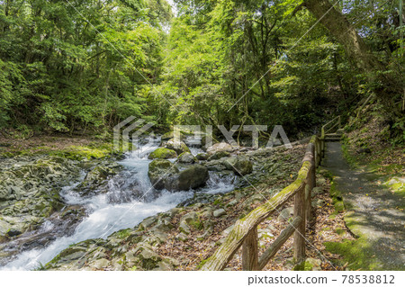 Kawazu River and Promenade [Kawazu Seven Waterfalls] / Kawazu Town, Kamo District, Shizuoka Prefecture [Izu Peninsula Geopark, Fuji-Hakone-Izu National Park] 78538812