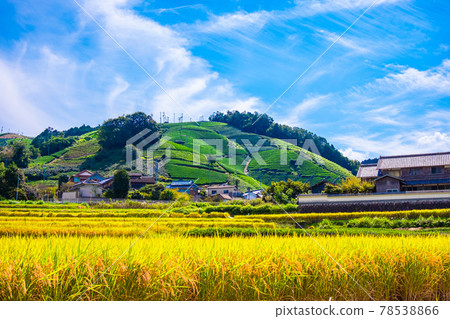 宇治茶街的秋天 宇治茶街的秋天 78538866