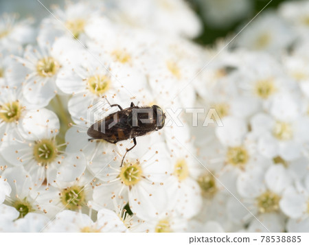 A blowfly resting on a Japanese knotweed A blowfly resting on a Japanese knotweed 78538885