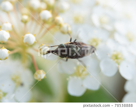 一隻落在科德馬裡的黑斑蒼蠅 一隻落在科德馬裡的黑斑蒼蠅 78538888
