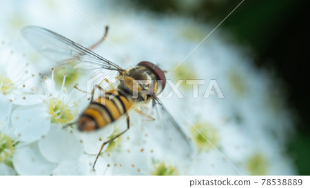 一隻棲息在 Kodemari 上的蒼蠅 一隻棲息在 Kodemari 上的蒼蠅 78538889
