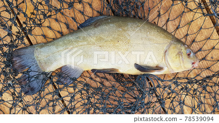 One freshly caught raw fish tench and a cage on a wooden surface. A species of ray-finned fish of the carp family, the only representative of the genus Tinca. One freshly caught raw fish tench and a cage on a wooden surface. A species of ray-finned fish of the carp family, the only representative of the genus Tinca. 78539094