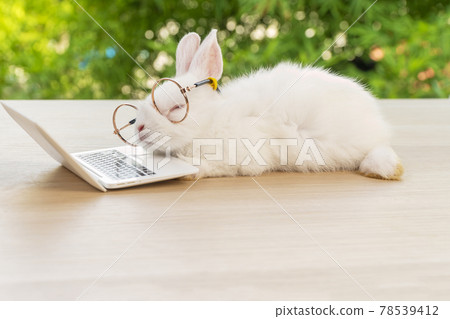 Easter holiday animal, technology e-learning concept. Baby bunny white wearing eye glasses laptop 78539412