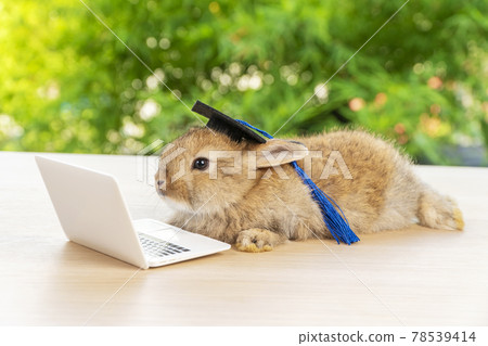 Newborn tiny bunny brown rabbit wear blue graduation cap looking at small laptop while sitting Newborn tiny bunny brown rabbit wear blue graduation cap looking at small laptop while sitting 78539414