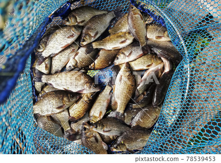 crucian fish caught by a fisherman and is in a fishing cage crucian fish caught by a fisherman and is in a fishing cage 78539453