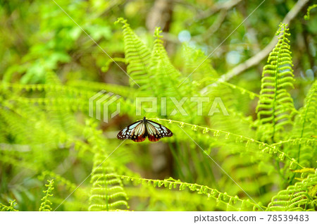 Asagi madara resting wings Asagi madara resting wings 78539483