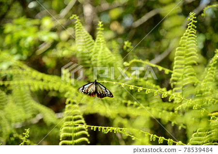 Asagi madara resting wings Asagi madara resting wings 78539484