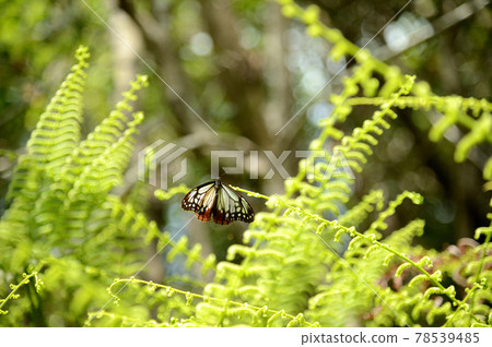 Asagi madara休息的翅膀 78539485