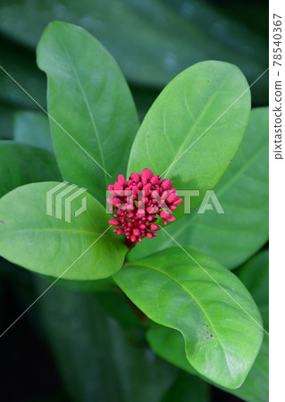 Gardening: Early summer greenhouse 78540367