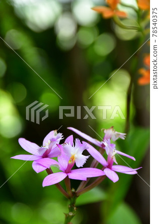 Gardening: Early summer greenhouse 78540375