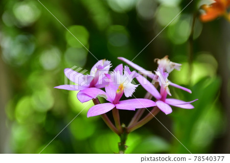 園藝初夏溫室 78540377