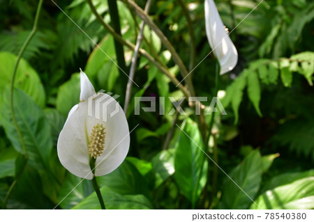 園藝初夏溫室 78540380