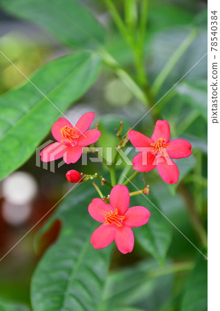 園藝初夏溫室 78540384