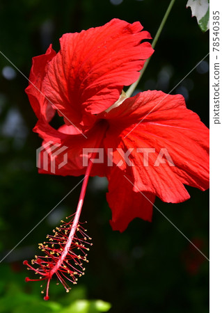 園藝初夏溫室 園藝初夏溫室 78540385