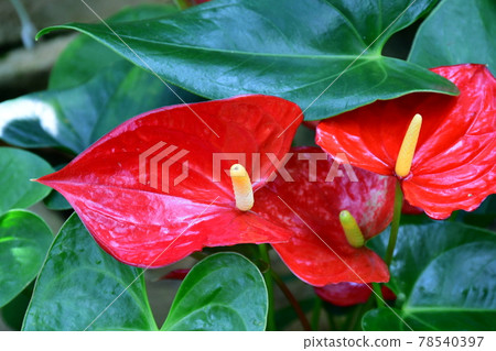 園藝初夏溫室 78540397