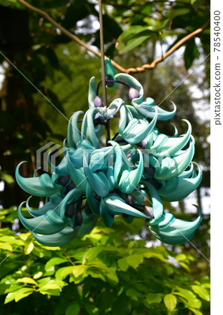 園藝初夏溫室 78540400