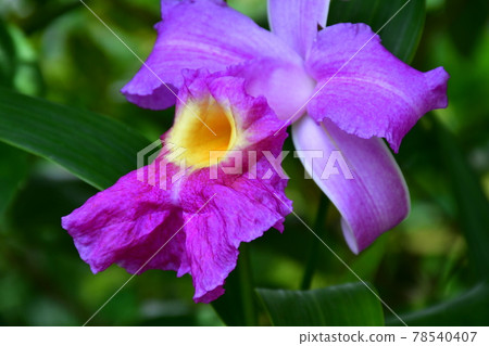 園藝初夏溫室 78540407