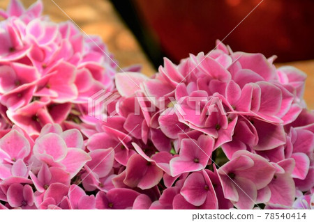 園藝初夏溫室 78540414