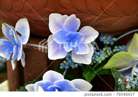 Gardening: Early summer greenhouse 78540427