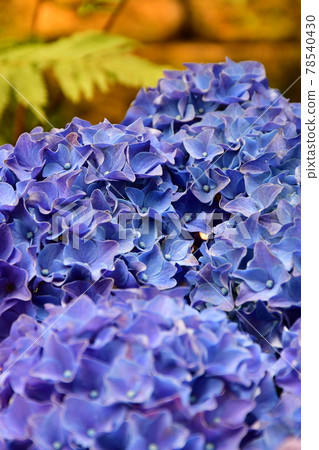 園藝初夏溫室 78540430