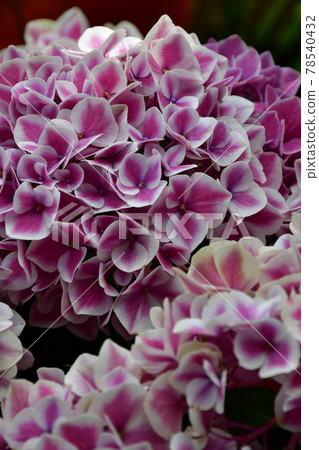 園藝初夏溫室 78540432