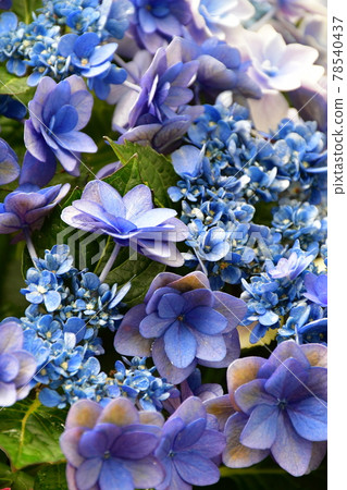 園藝初夏溫室 78540437