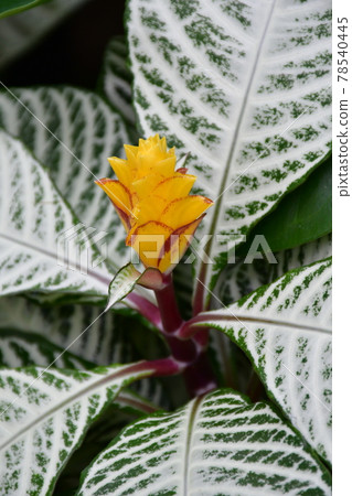 園藝初夏溫室 78540445