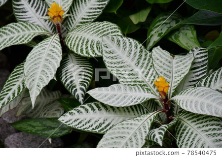 園藝初夏溫室 78540475