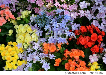 園藝初夏溫室 78540487