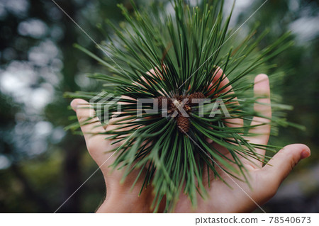 Young green cone of maritime pine. Pinus pinaster. Young green cone of maritime pine. Pinus pinaster. 78540673