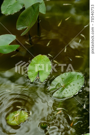 A flock of killifish swimming in a pond A flock of killifish swimming in a pond 78540753