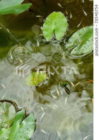 A flock of killifish swimming in a pond A flock of killifish swimming in a pond 78540754