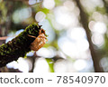 Cicada shell on a tree branch 78540970