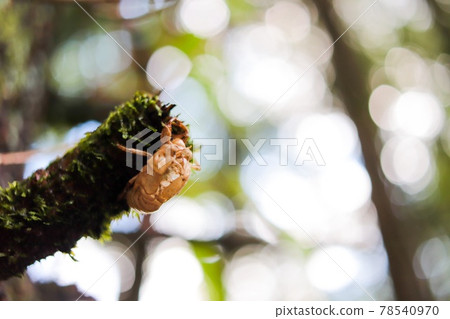 Cicada shell on a tree branch Cicada shell on a tree branch 78540970