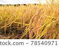 Golden rice ear 78540971