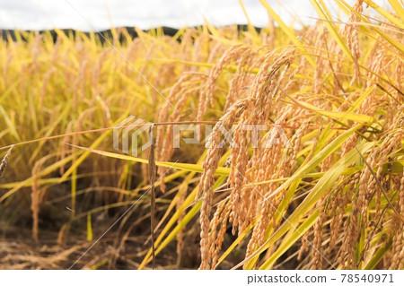 Golden rice ear Golden rice ear 78540971