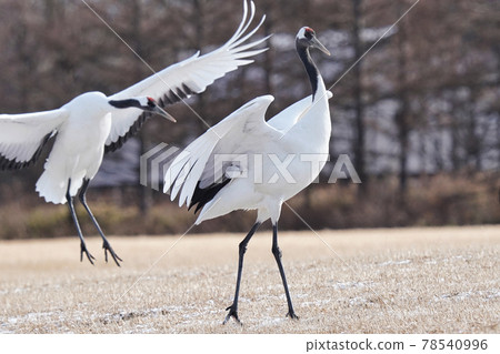 Red-crowned crane landed on the meadow Red-crowned crane landed on the meadow 78540996